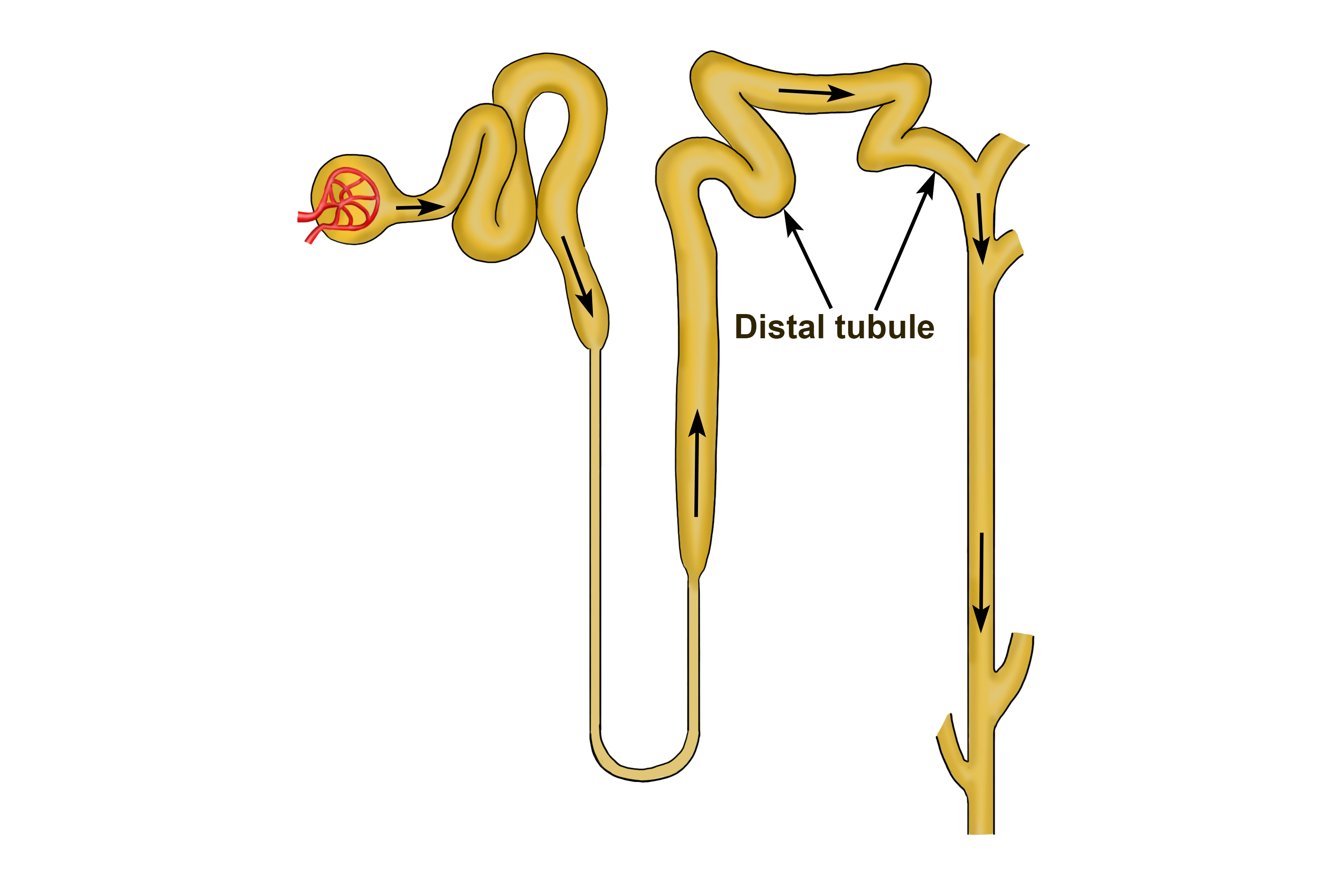 The distal tubule is an other series of bends where substances are absorbed back into the blood